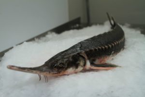 Сколько стоит севрюга