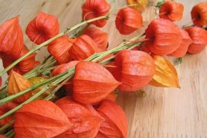 Сколько стоит физалис